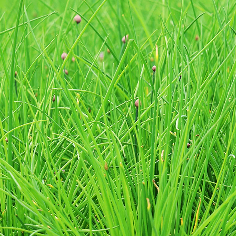 Chives