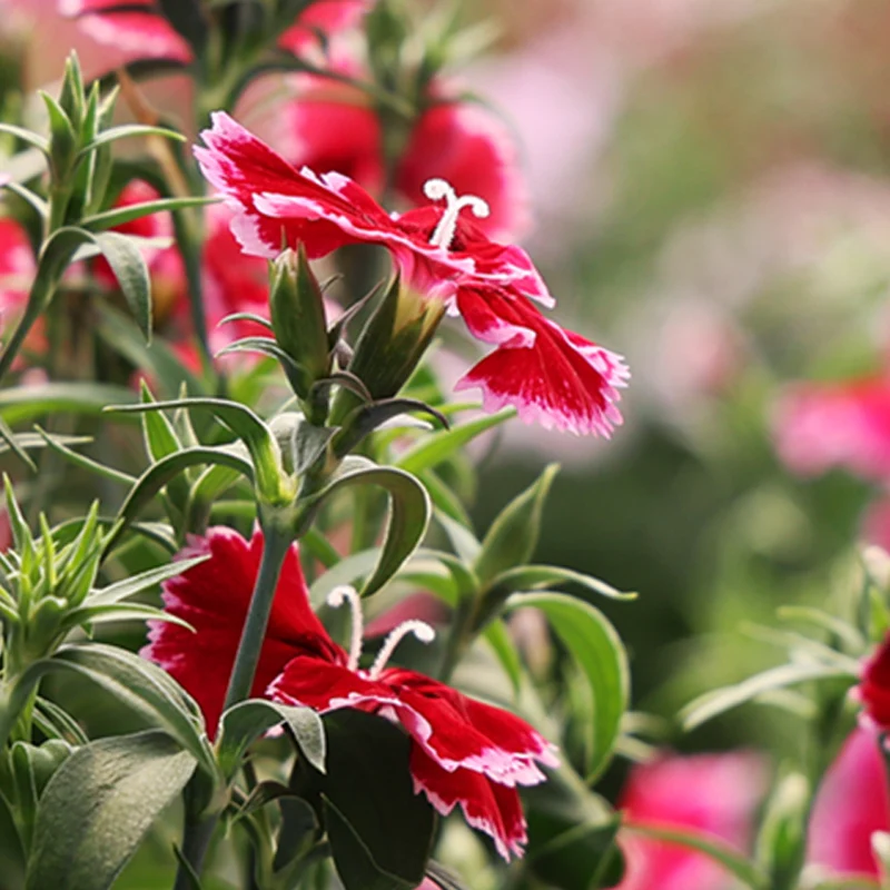 Dianthus