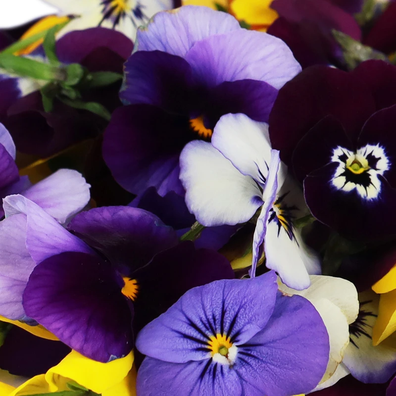 Viola
