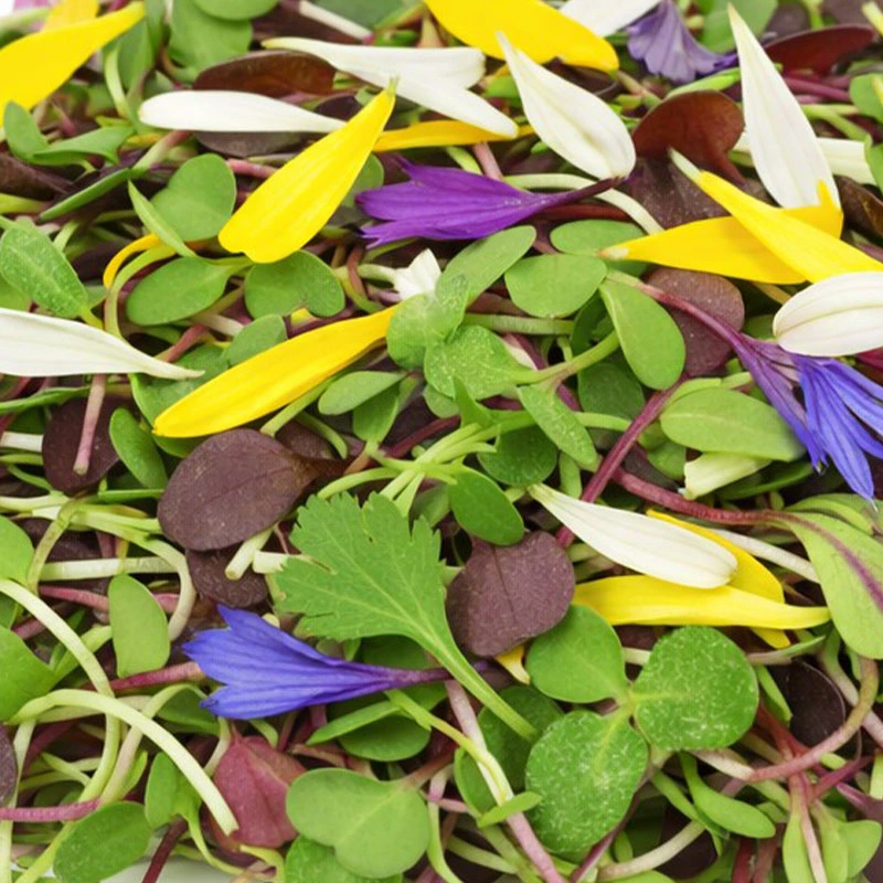 Cilantro Floral Blend