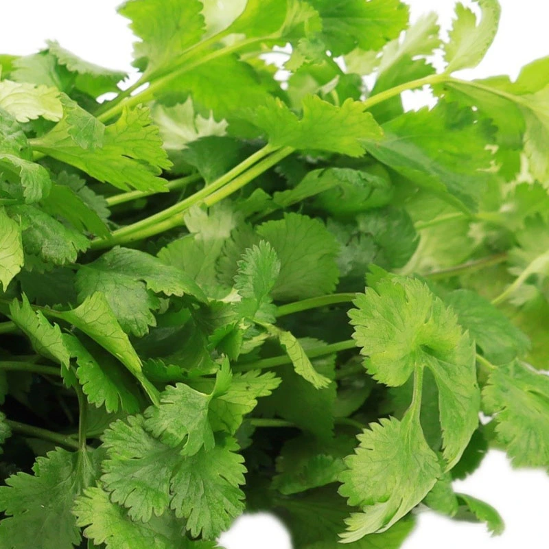 Coriander