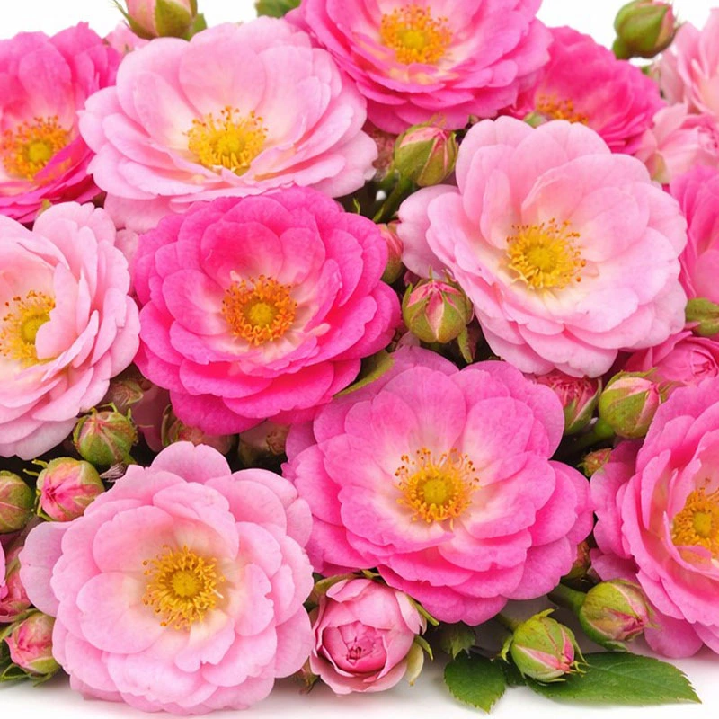 Fariy Roses