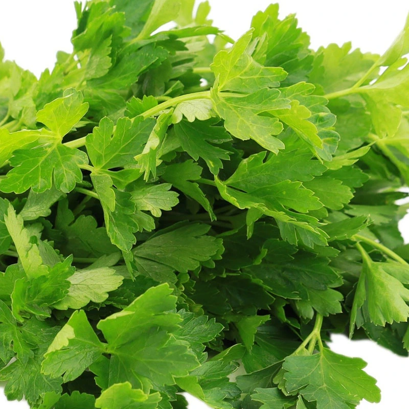 Italian Parsley