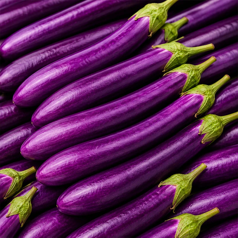 Long Eggplant