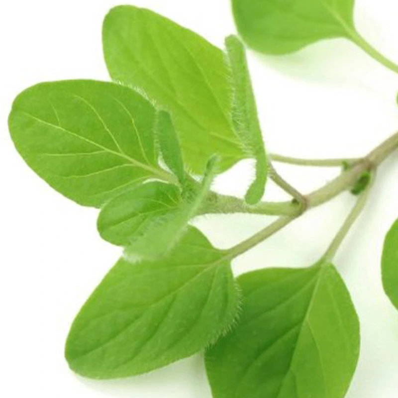Oregano