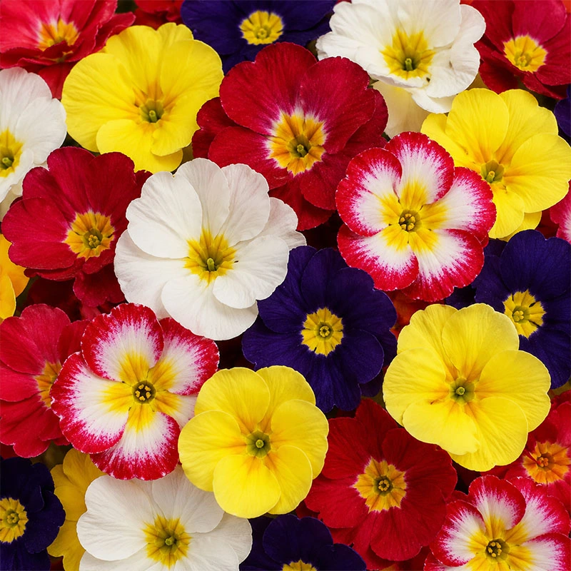 Polyanthus