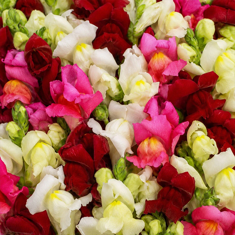 Snap Dragon