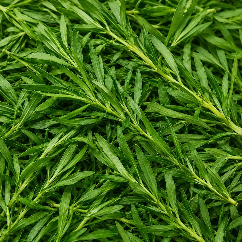 Tarragon