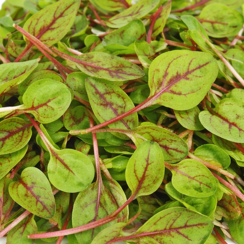 Micro Red Vein Sorrel