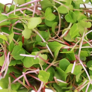 Micro China Rose