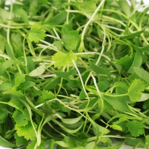 Micro Coriander