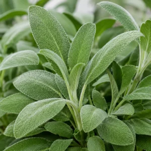 Sage