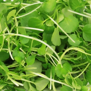 Micro Watercress